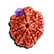 Load image into Gallery viewer, 7 Mukhi Nepalese Rudraksha - Bead No. 547