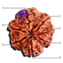 Load image into Gallery viewer, 7 Mukhi Nepalese Rudraksha - Bead No 548