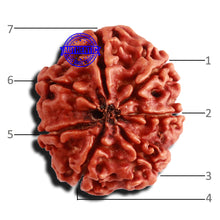 Load image into Gallery viewer, 7 Mukhi Nepalese Rudraksha - Bead No 550