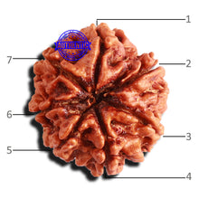 Load image into Gallery viewer, 7 Mukhi Nepalese Rudraksha - Bead No 561
