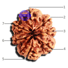 Load image into Gallery viewer, 7 Mukhi Nepalese Rudraksha - Bead No. 562