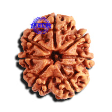 Load image into Gallery viewer, 7 Mukhi Nepalese Rudraksha - Bead No. 562
