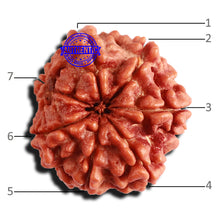 Load image into Gallery viewer, 7 Mukhi Nepalese Rudraksha - Bead No 563