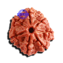 Load image into Gallery viewer, 7 Mukhi Nepalese Rudraksha - Bead No 563