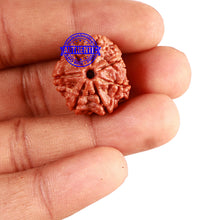 Load image into Gallery viewer, 7 Mukhi Nepalese Rudraksha - Bead No 563