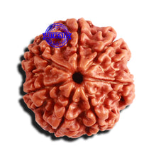 Load image into Gallery viewer, 7 Mukhi Nepalese Rudraksha - Bead No 566