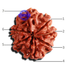 Load image into Gallery viewer, 7 Mukhi Nepalese Rudraksha - Bead No 569