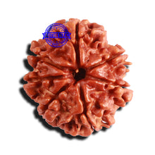 Load image into Gallery viewer, 7 Mukhi Nepalese Rudraksha - Bead No 569