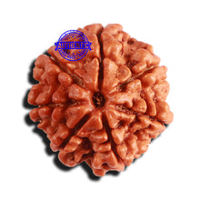 Load image into Gallery viewer, 7 Mukhi Nepalese Rudraksha - Bead No 571