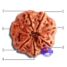 Load image into Gallery viewer, 7 Mukhi Nepalese Rudraksha - Bead No 573