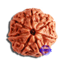 Load image into Gallery viewer, 7 Mukhi Nepalese Rudraksha - Bead No 573