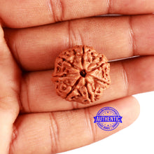 Load image into Gallery viewer, 7 Mukhi Nepalese Rudraksha - Bead No 573