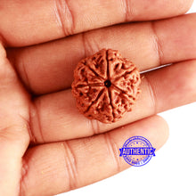 Load image into Gallery viewer, 7 Mukhi Nepalese Rudraksha - Bead No. 575