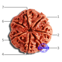 Load image into Gallery viewer, 7 Mukhi Nepalese Rudraksha - Bead No. 577