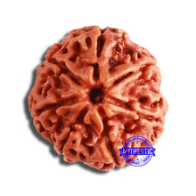 Load image into Gallery viewer, 7 Mukhi Nepalese Rudraksha - Bead No. 577