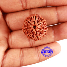 Load image into Gallery viewer, 7 Mukhi Nepalese Rudraksha - Bead No. 577