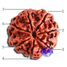 Load image into Gallery viewer, 7 Mukhi Nepalese Rudraksha - Bead No. 578