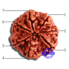 Load image into Gallery viewer, 7 Mukhi Nepalese Rudraksha - Bead No. 579
