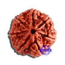 Load image into Gallery viewer, 7 Mukhi Nepalese Rudraksha - Bead No. 579