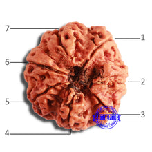 Load image into Gallery viewer, 7 Mukhi Nepalese Rudraksha - Bead No. 580
