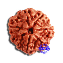 Load image into Gallery viewer, 7 Mukhi Nepalese Rudraksha - Bead No. 580
