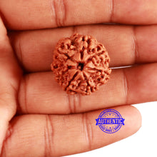 Load image into Gallery viewer, 7 Mukhi Nepalese Rudraksha - Bead No. 580