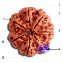 Load image into Gallery viewer, 7 Mukhi Nepalese Rudraksha - Bead No. 582