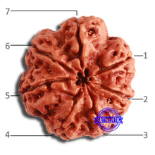 Load image into Gallery viewer, 7 Mukhi Nepalese Rudraksha - Bead No. 583