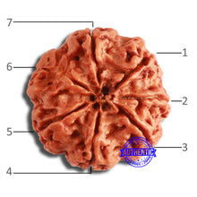 Load image into Gallery viewer, 7 Mukhi Nepalese Rudraksha - Bead No. 584