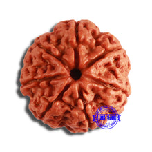 Load image into Gallery viewer, 7 Mukhi Nepalese Rudraksha - Bead No. 584