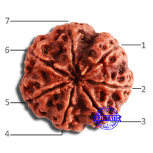 Load image into Gallery viewer, 7 Mukhi Nepalese Rudraksha - Bead No. 585
