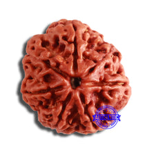Load image into Gallery viewer, 7 Mukhi Nepalese Rudraksha - Bead No. 588