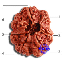 Load image into Gallery viewer, 7 Mukhi Nepalese Rudraksha - Bead No. 589