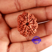 Load image into Gallery viewer, 7 Mukhi Nepalese Rudraksha - Bead No. 589