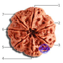 Load image into Gallery viewer, 7 Mukhi Nepalese Rudraksha - Bead No. 590