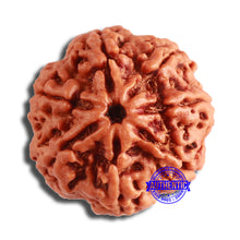 Load image into Gallery viewer, 7 Mukhi Nepalese Rudraksha - Bead No. 590