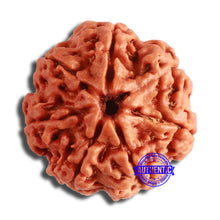 Load image into Gallery viewer, 7 Mukhi Nepalese Rudraksha - Bead No. 592