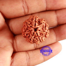 Load image into Gallery viewer, 7 Mukhi Nepalese Rudraksha - Bead No. 592