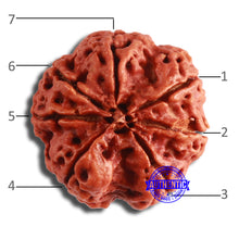 Load image into Gallery viewer, 7 Mukhi Nepalese Rudraksha - Bead No. 593