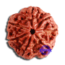 Load image into Gallery viewer, 7 Mukhi Nepalese Rudraksha - Bead No. 593