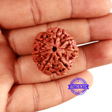 Load image into Gallery viewer, 7 Mukhi Nepalese Rudraksha - Bead No. 593