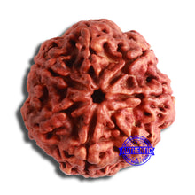 Load image into Gallery viewer, 7 Mukhi Nepalese Rudraksha - Bead No. 594