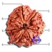 Load image into Gallery viewer, 7 Mukhi Nepalese Rudraksha - Bead No. 596