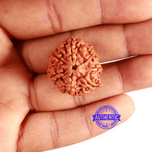 Load image into Gallery viewer, 7 Mukhi Nepalese Rudraksha - Bead No. 596