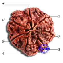 Load image into Gallery viewer, 7 Mukhi Nepalese Rudraksha - Bead No. 599