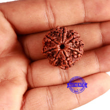 Load image into Gallery viewer, 7 Mukhi Nepalese Rudraksha - Bead No. 599