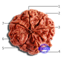 Load image into Gallery viewer, 7 Mukhi Nepalese Ganesha Rudraksha - Bead No. 600