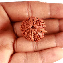 Load image into Gallery viewer, 7 Mukhi Nepalese Ganesha Rudraksha - Bead No. 600