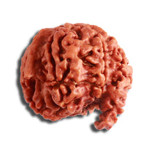 Load image into Gallery viewer, 7 Mukhi Nepalese Ganesha Rudraksha - Bead No. 600