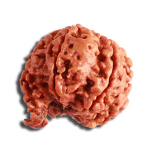 Load image into Gallery viewer, 7 Mukhi Nepalese Ganesha Rudraksha - Bead No. 600